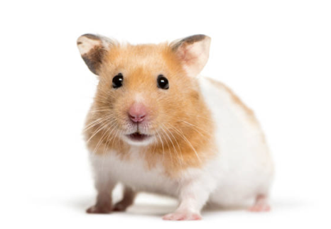 A Healthy Hamster Diet: Foods Your Furry Friend Can Enjoy